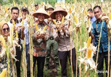 Panen Raya Jagung Senggoro, Polri Dorong Pangan Mandiri