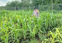 Bhabinkamtibmas Kawal Pemulihan Jagung Pasca Banjir