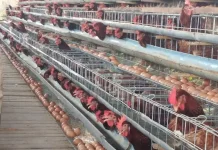 Beternak Ayam Petelur, Peluang UMKM Bangkitkan Ekonomi Desa