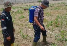 Polisi dan Petani Dumai Bergerak Selamatkan Jagung dari Hama