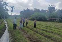 Polsek Bengkalis Rawat Jagung Demi Swasembada Pangan di Desa Damai