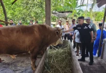 Bupati Asmar Tinjau Sapi Kurban Bantuan Presiden Republik Indonesia