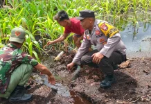 Pasca Banjir, Bhabinkamtibmas Turun Selamatkan Jagung Warga