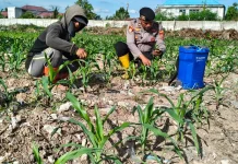 Polisi dan Petani Dumai Bersatu Selamatkan Jagung dari Hama