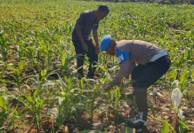 Polisi dan Petani Dumai Bersatu Lawan Hama Jagung