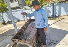 Sapi Kurban Presiden, Masjid Agung Siapkan Lokasi Penyembelihan dan Panitia