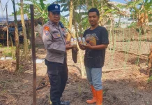 Polsek Kawasan Pelabuhan Dumai Pantau Tanaman Jagung 1,1 Hektare
