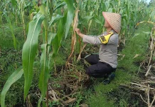 Kawal Ketahanan Pangan, Polisi Dampingi Petani Jagung Bengkalis