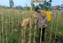 Polsek Bengkalis Turun Lapangan Pantau Tanaman Jagung Pipil dan Cegah Hama
