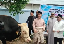 Sapi Kurban Presiden Diserahkan di Masjid Agung Bengkalis
