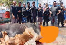 Detik-Detik Sapi Kurban Presiden 999 Kg Disembelih di Bengkalis