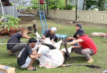 Hujan Guyur Bengkalis, Polres Tetap Sembelih 10 Hewan Kurban