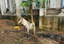 Warga Tegal Sari Rawat Kambing Bertahun-tahun Demi Bisa Berkurban
