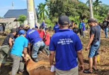 Tangis Yatmi Iringi Sapi Peliharaannya untuk Kurban