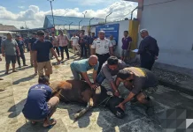 Lapas Bengkalis Sembelih 2 Sapi dan 1 Kambing Kurban