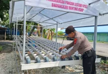 Personel Polsek Dumai Rawat Ratusan Bibit Hidroponik