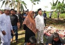 Bupati Siak Serahkan Sapi Kurban Bantuan Presiden Prabowo