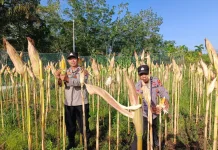 Panen Jagung di Desa Senggoro Optimistis Berhasil