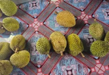 Musim Durian Mulai di Pulau Bengkalis, Durian Bantan Dikenal Manis dan Alami