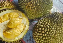 Tokeh Durian Bantan Bagikan Tips Memilih Durian Berkualitas