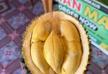 Durian Bantan Bengkalis Disebut Lebih Manis karena Tumbuh Alami tanpa Pupuk Kimia