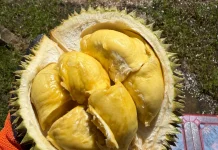 Dosen IPB Luruskan Mitos Durian Bikin Kolesterol