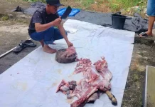 Cara Memotong Kambing dengan Benar agar Daging Tidak Amis