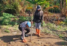 Polsek Kawasan Pelabuhan Cek Lahan Jagung Ketahanan Pangan
