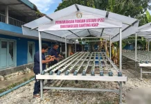 Bibit Pakcoy Hidroponik Polsek Kawasan Pelabuhan Mulai Tumbuh