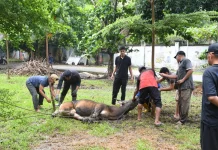 Polbeng Perkuat Nilai Kepedulian Sosial Melalui Ibadah Kurban