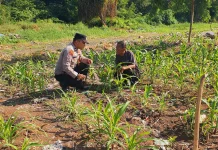 Lahan Jagung 1,1 Hektare Dipantau, Polisi dan Petani Cegah Hama