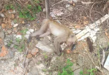 Gangguan Binatang Sebabkan Listrik Padam di Bengkalis Kota dan Sekitarnya