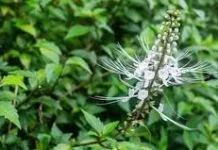 Daun Kumis Kucing Dipercaya Bantu Redakan Sakit Pinggang, Ini Penjelasannya
