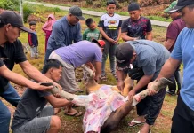 MIN 1 Bengkalis Tanamkan Nilai Kepedulian dan Kebersamaan Melalui Kurban