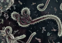 Kemenkes Pastikan Indonesia Nihil Kasus Ebola, Perkuat Pengawasan di Pintu Masuk