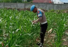 Polisi dan Kelompok Tani Rawat Jagung Demi Ketahanan Pangan