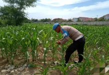 Dukung Ketahanan Pangan, Polisi Pantau Jagung di Dumai Barat