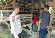 Harga Kambing Menjanjikan, Peternak Resam Lapis Memanfaatkan Peluang Ini