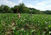 Polisi Turun ke Ladang, Jagung 1,1 Hektare Tumbuh Subur