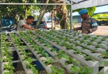 Polisi Rawat 260 Bibit Hidroponik, Dukung Pangan dari Mako