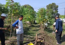 Dukung Ketahanan Pangan, KUA Siak Kembangkan Budidaya Tanaman Produktif