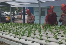Hidroponik Pakcoy, Polsek Pelabuhan Dukung Program Pangan Nasional