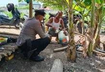 Polsek Pelabuhan Kawal Pertumbuhan Jagung di Lahan Pertamina