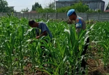 Cegah Gagal Panen, Polisi dan Petani Turun Langsung Basmi Ulat Jagung