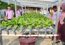 Budidaya Tanaman Hidroponik, Solusi Bertani Modern di Lahan Terbatas