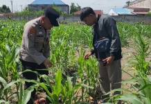 Jagung Terancam Hama, Polisi Salurkan Racun Ulat ke Petani