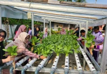 Wali Murid Apresiasi Program Hidroponik SLB Negeri Bengkalis