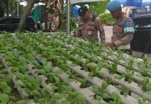 Ratusan Bibit Pakcoy Tumbuh Subur di Mako Polsek Pelabuhan