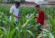 Jagung Terancam Hama, Polsek Pelabuhan Perkuat Pengawasan