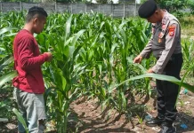 Cek Lahan Jagung, Polsek Pelabuhan Dumai Kendalikan Hama Ulat Grayak
